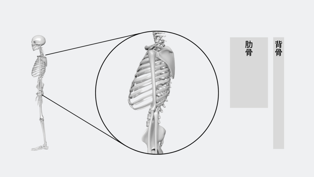 背骨と肋骨の関係